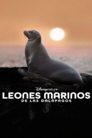 Leones marinos de las Galápagos (2025)